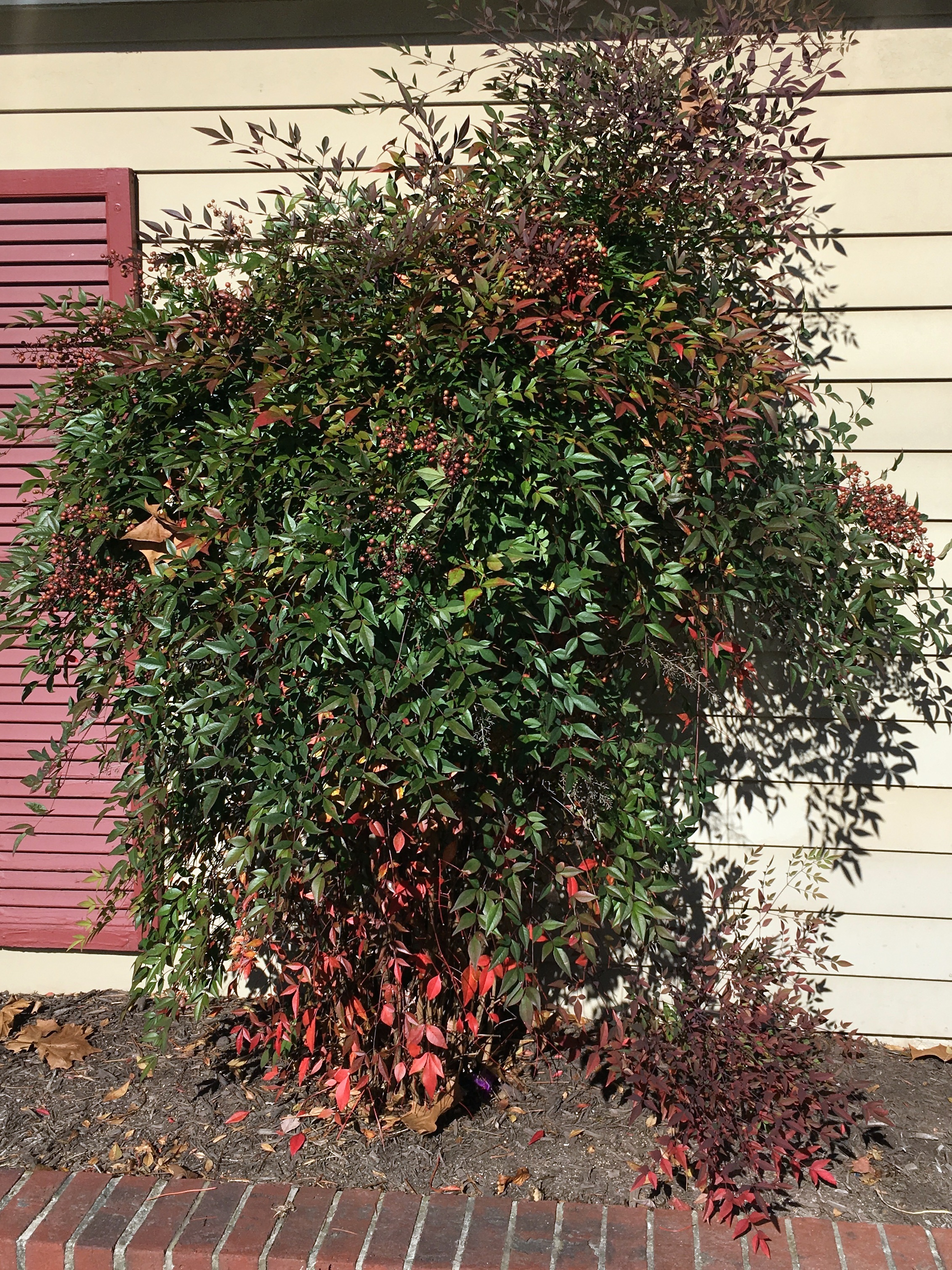 Invasive Nandina