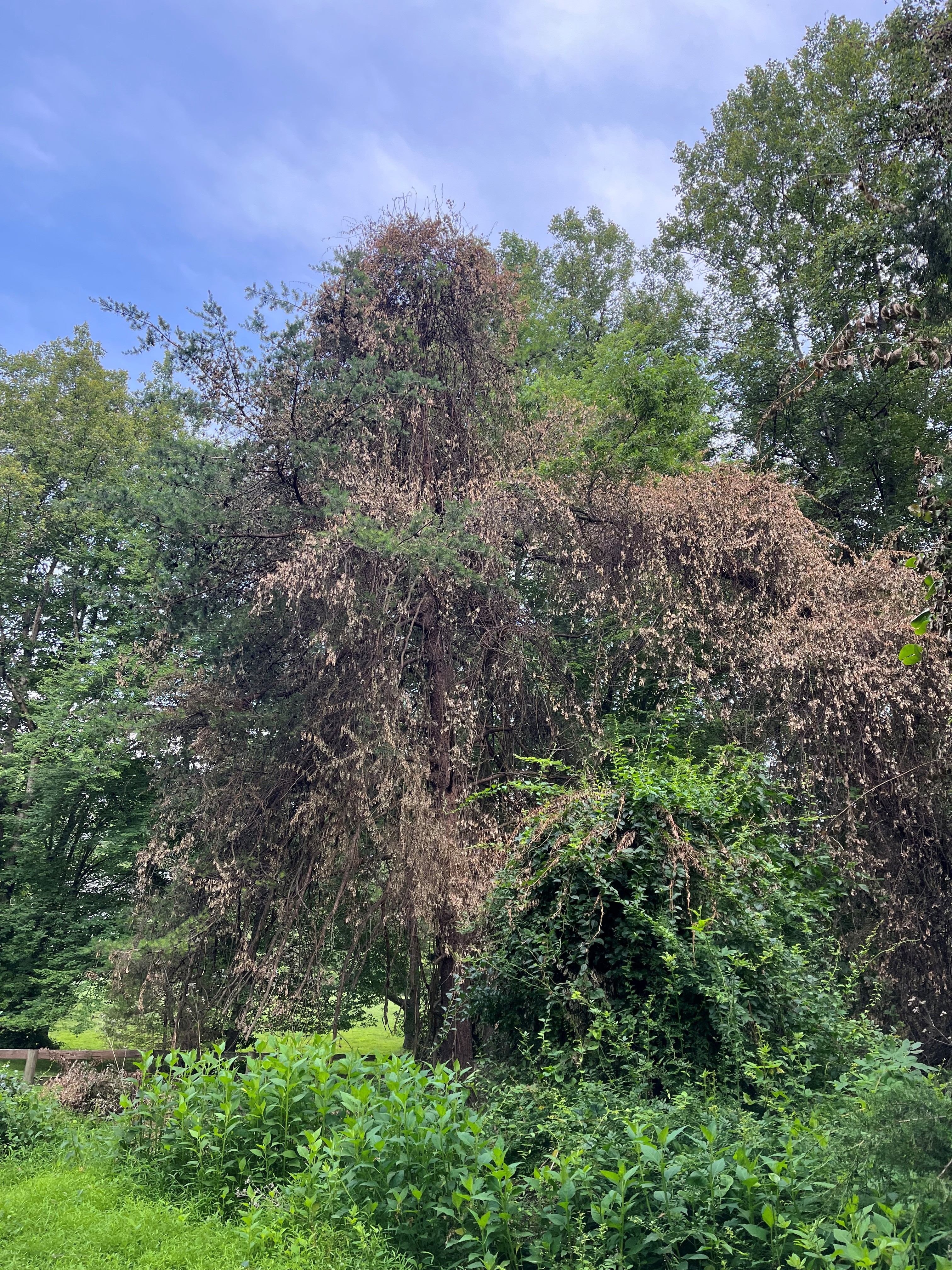 Rescued tree