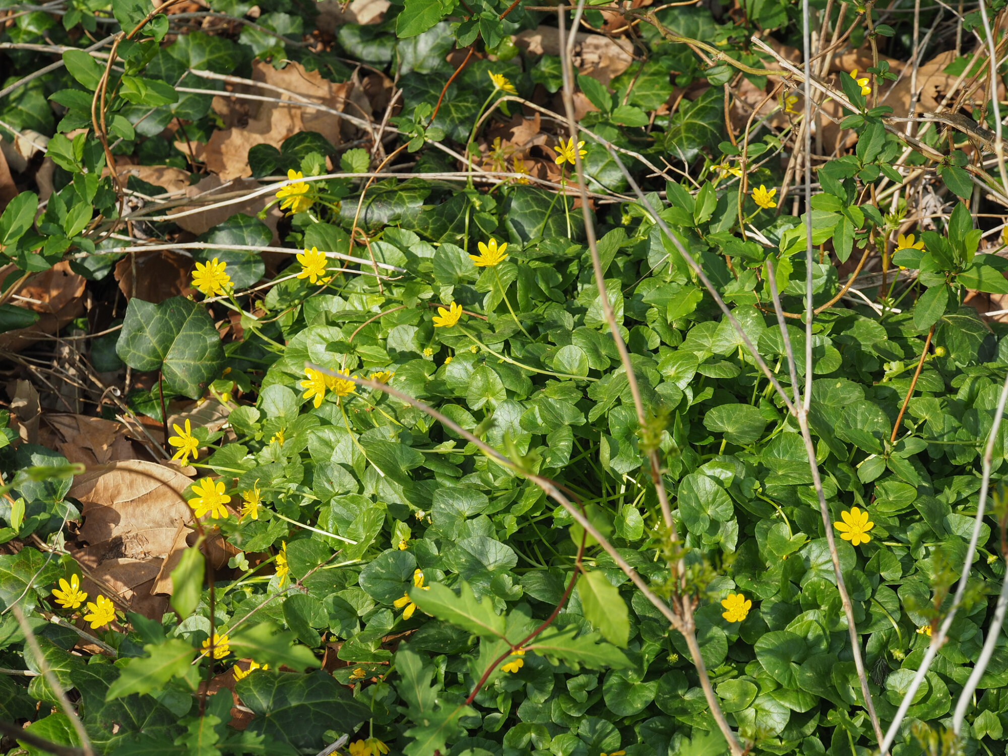 f9cffaa6 c168 11f0 94bc 9de44f258e64 media manager 1775270501609 lesser celandine