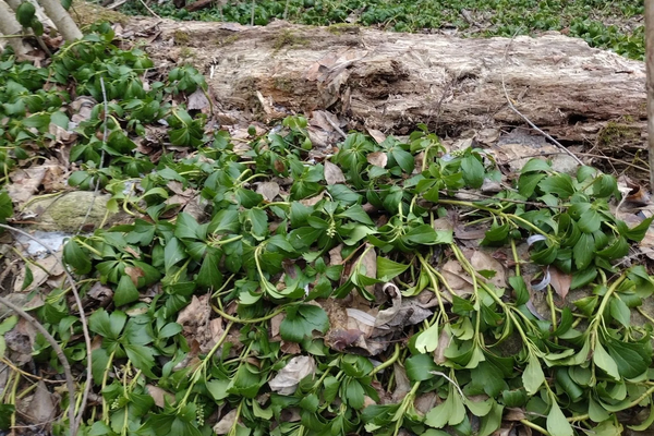 Pachysandra+iNaturalist