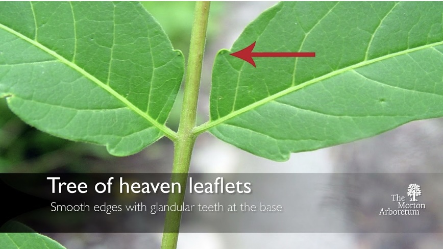 Tree‑of‑Heaven: Tree of Hell!