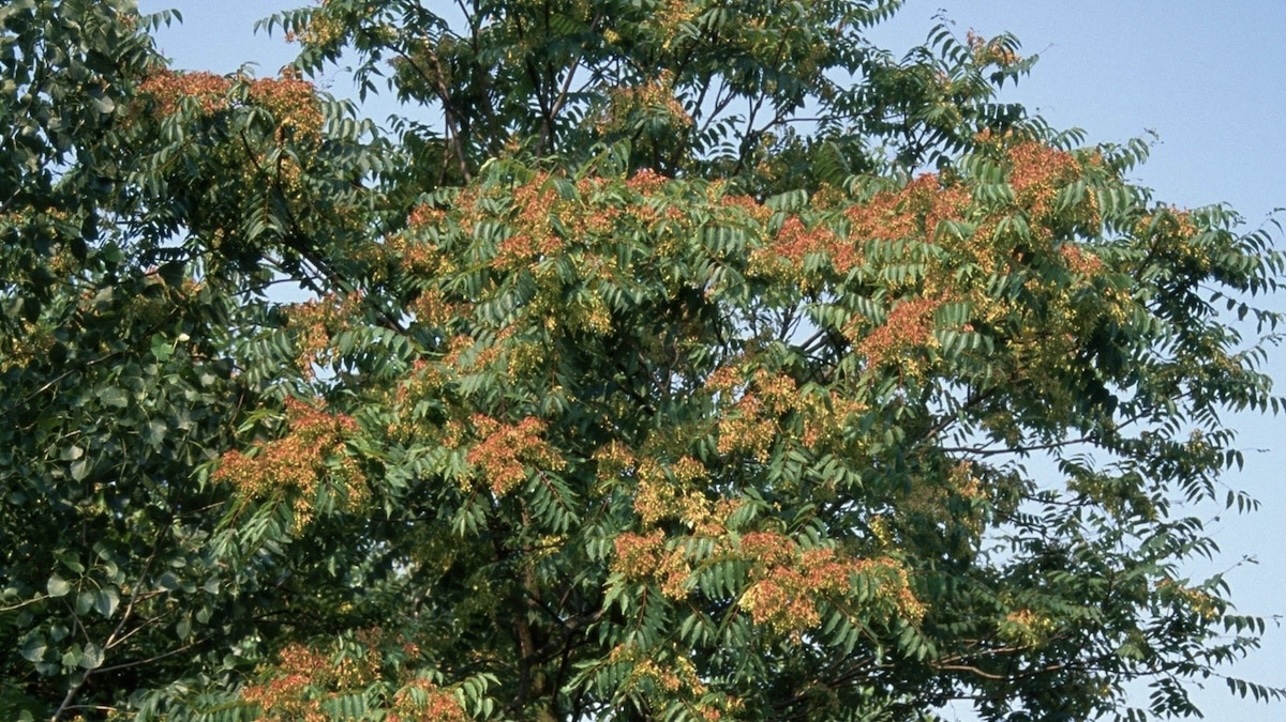 Tree of Heaven2