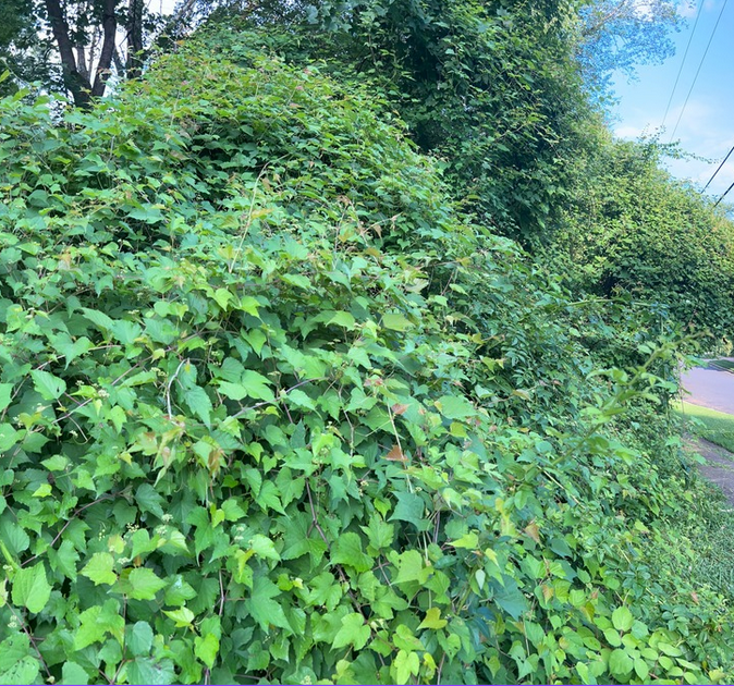 overgrowth