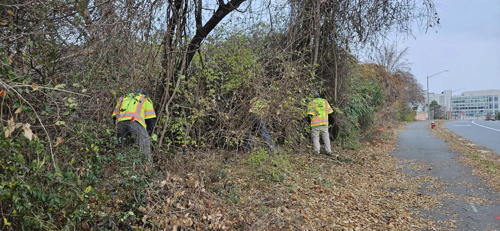 OSS+rescuing+trees+from+Wisteria