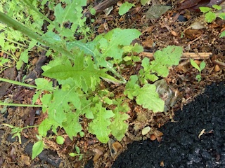Oriental False Hawkweed leaves
