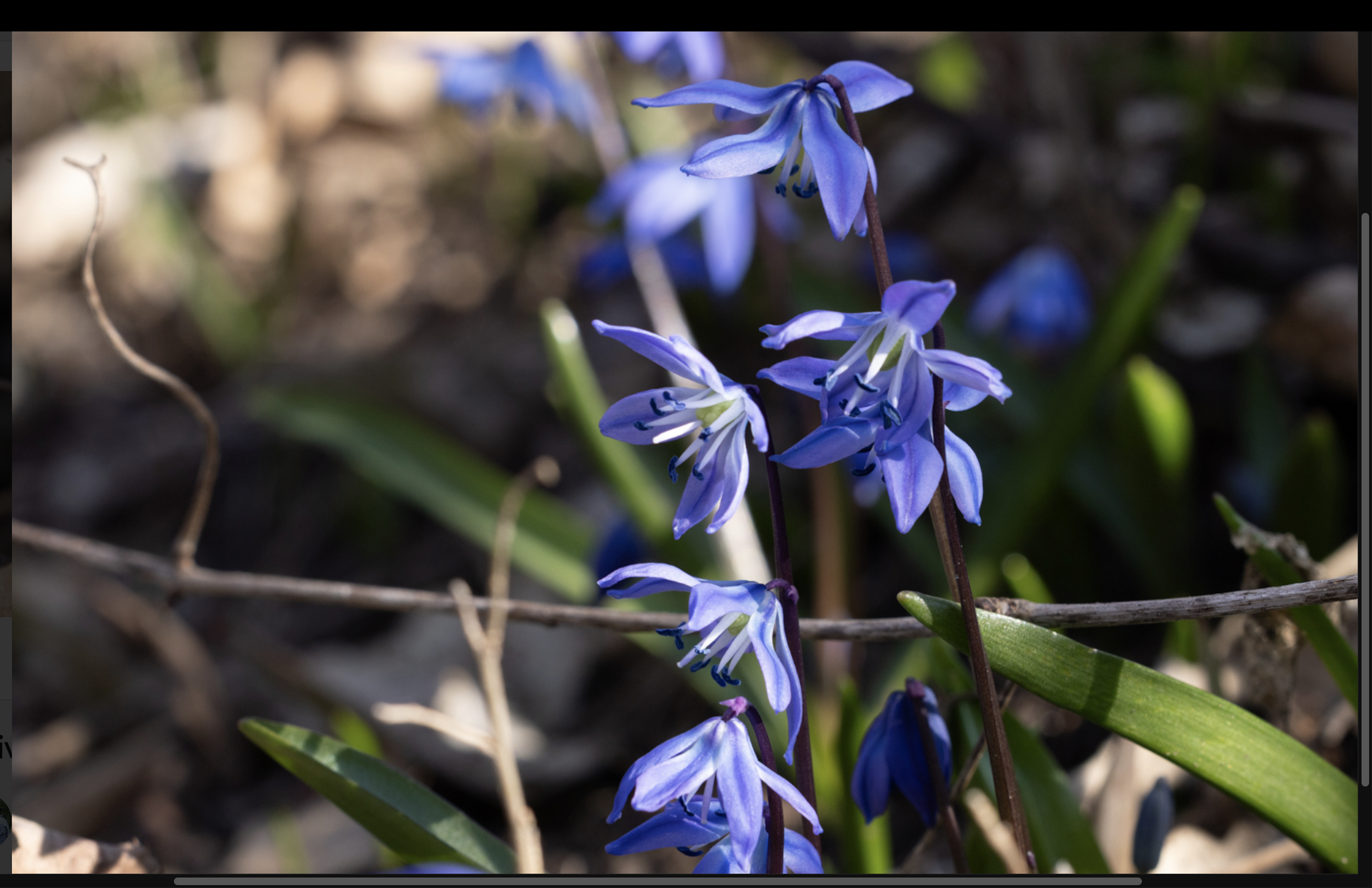 Siberian squill flowers are bright blue with 6 petals and facing slightly downward