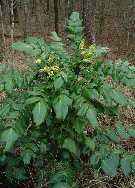 Leatherleaf Mahonia