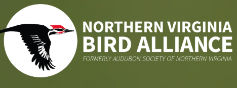 Northern Bird Alliance