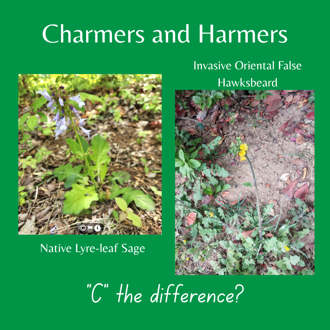 Charmers and Harmers 2