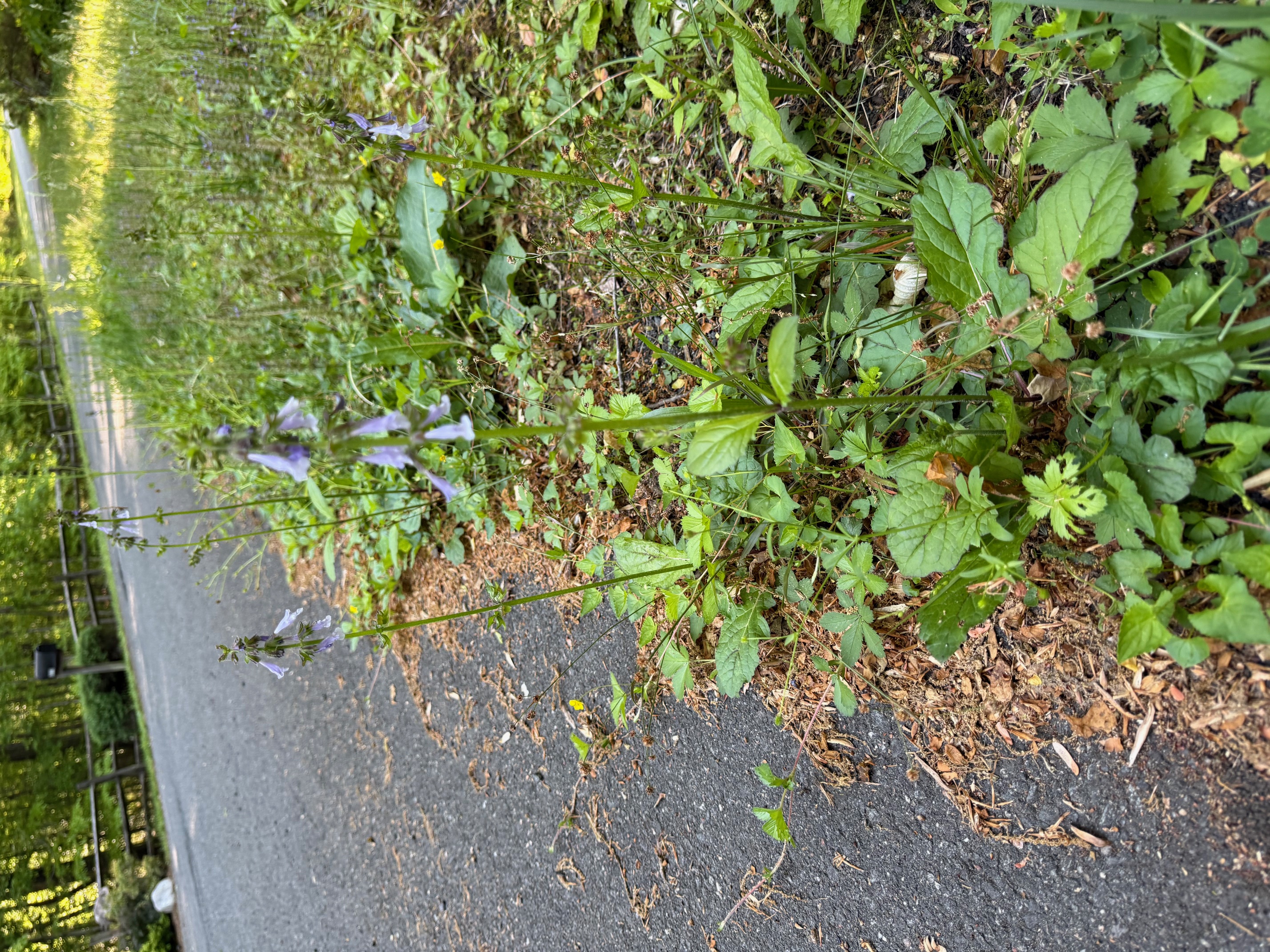 Lyre leaf Sage