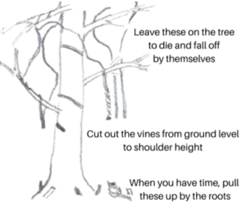 ivy removal