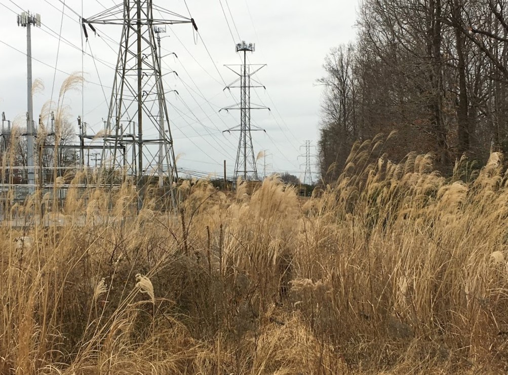 invasive miscanthus powerline easement